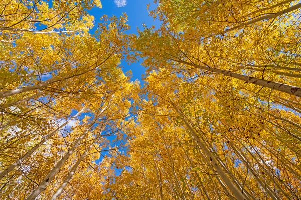 Aspen Fall Colors Looming Overhead Great Sand Dunes National Park — Stock Photo, Image