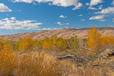 Sonbaharda, Colorado 'daki Great Sand Dunes Ulusal Parkı' nda, Yüksek Düzlüklerden Kum tepeleri yükseliyor.