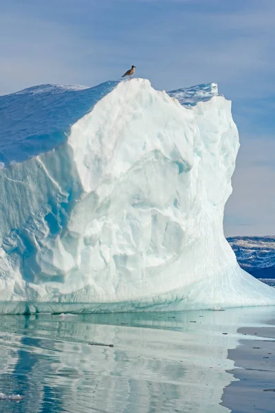 Gabbiano Appollaiato Iceberg Vicino Eqip Sermia Groenlandia — Foto Stock