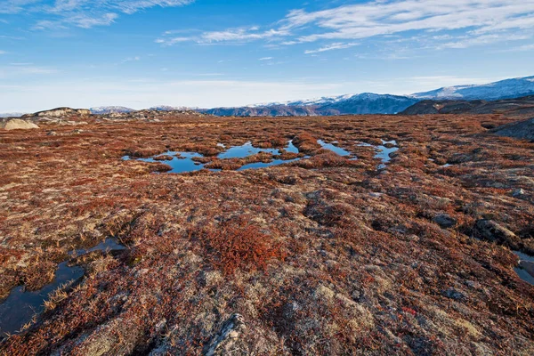 グリーンランドのEqip Sermia近くの秋の北極の湿地 — ストック写真