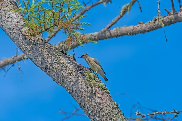 Ein Zedernwachsflügel Frisst Ein Insekt Einem Baum Prince Edward Island — Stockfoto