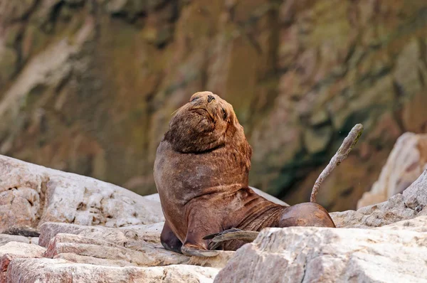 Ett Stort Manligt Sydamerikanskt Sjölejon Avlägsen Ballestasöarna Peru — Stockfoto