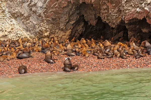 South American Sea Lion Colony on a Remote Island on the Ballestas Islands in Peru