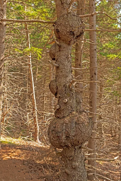 Vários Burls Numa Árvore Brilhante Parque Nacional Cape Breton Nova — Fotografia de Stock