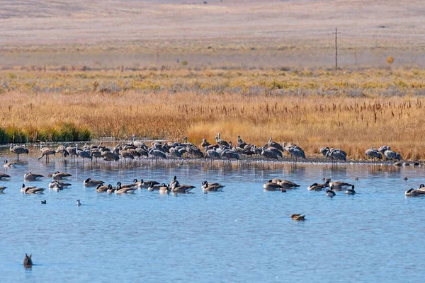 Sandhill Cranes Wetland Pond Monte Vista National Wildlife Refuge Colorado — Stock Photo, Image