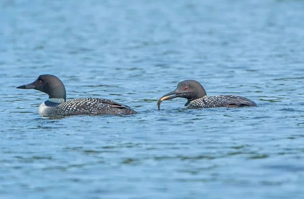 Loons Feeding Calm Lake Summer Plough Lake Quetico Provincial Park — Stock Photo, Image