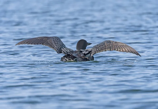 Common Loon Spreading Its Wings Ottertrack Lake Quetico Provincial Park — Stock Photo, Image