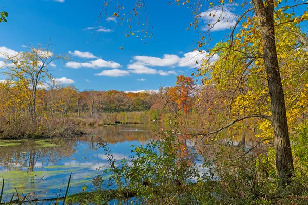 Calm Pond Quiet Fall Morning Crabtree Nature Preserve Illinois — Stok fotoğraf