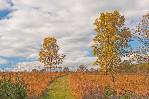 伊利诺伊州狂欢树自然保护区秋天的草原栖息地小径 — 图库照片