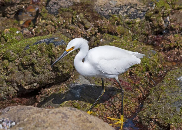 Snowy Egret Searching Tide Pools Jolla California — Stock Photo, Image
