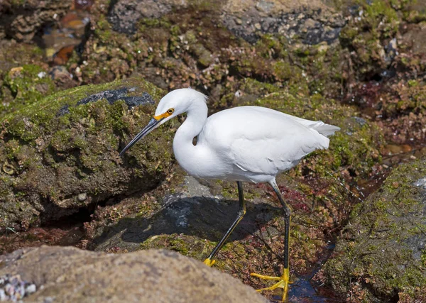 Una Garza Nevada Que Busca Las Piscinas Marea Jolla California — Foto de Stock