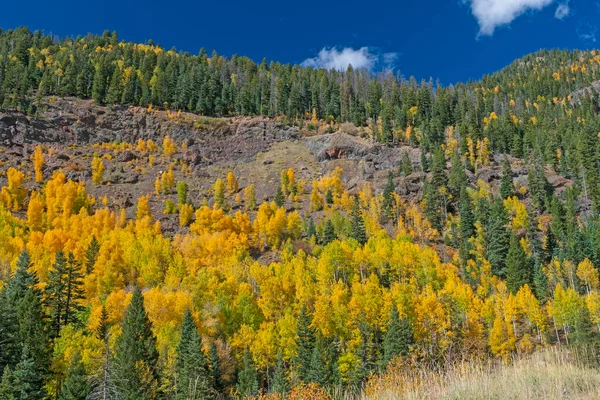 Yellow Aspen Fall Making Way Rocky Slope Piedra Colorado — Stock Photo, Image