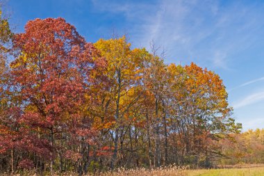 Illinois Penny Yolu Gölet Koruma Alanındaki Çayırın Kıyısındaki Renkli Ağaçlar