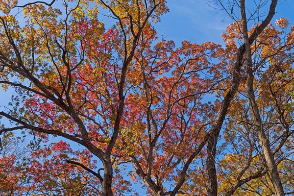 Kleurrijke Bladeren Hoog Het Bladerdak Penny Road Pond Preserve Illinois — Stockfoto