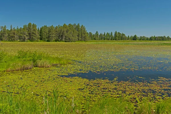 North Woods Pothole Lakes Verão Seney National Wildlife Refuge Michigan — Fotografia de Stock