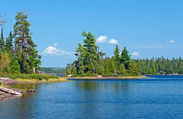 Majestätiska Vita Tallar Wilds Canada Saganagons Lake Nära Falls Chain — Stockfoto