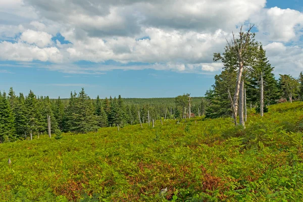 Caminhadas Nas Florestas Das Terras Altas Parque Nacional Cape Breton — Fotografia de Stock