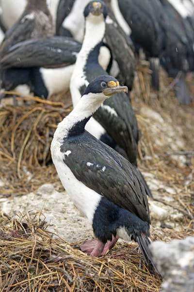 Cormorano Imperiale Sul Suo Nido Nella Terra Del Fuoco — Foto Stock