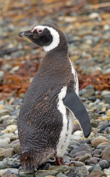 Magellanic Penguin Pozowanie Skalistym Brzegu Tierrs Del Fuego Chile — Zdjęcie stockowe