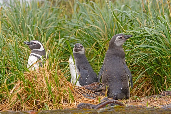 Magellanic Penguins Grass Nesting Island Tierra Del Fuego Chile — Stock Photo, Image