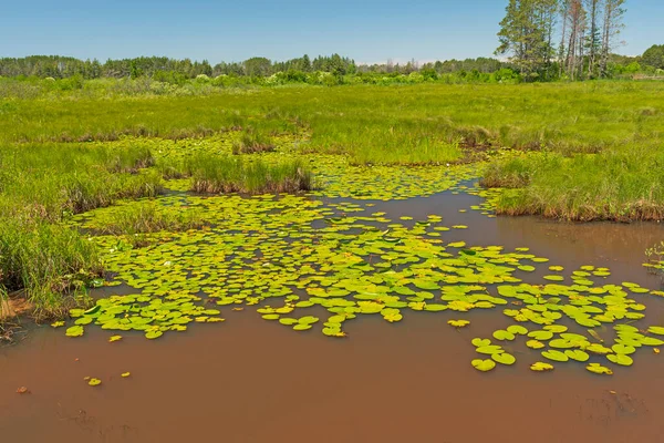 Brown Waters Green Lily Pads Seney Wildlife Refuge Michigan — Stockfoto