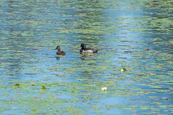 Pair Ring Necked Ducks North Woods Pond Seney Wildlife Refuge — ストック写真