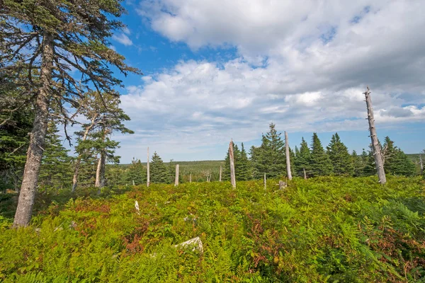 Ferns Pines Highland Mountain Cape Breton Highlands National Park Nova — Stock Photo, Image