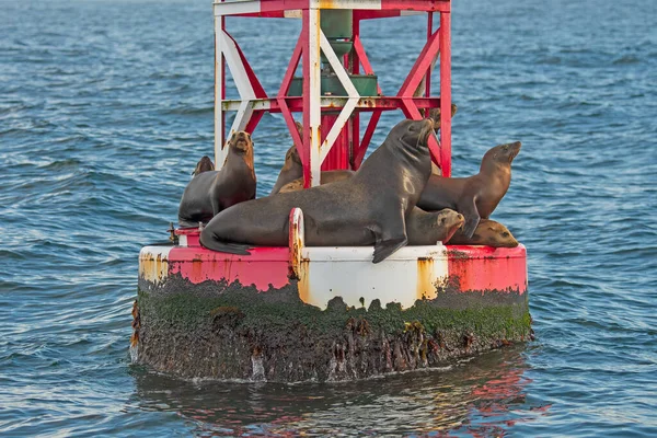 California Sea Lions Hanging Out Buoy Morro Bay California — Stockfoto