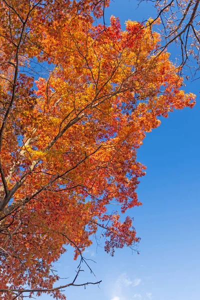 Dramatic Fall Colors Overhead Crab Tree Nature Preserve Illinois — 图库照片