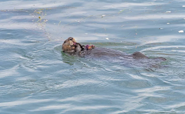 Sea Otter Palette Sea Urchins Its Chest Morro Bay California — стокове фото