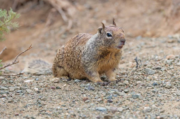 California Ground Squirrel Checking Out Its Surroundings Morro Bay Califormnia — Stock Photo, Image