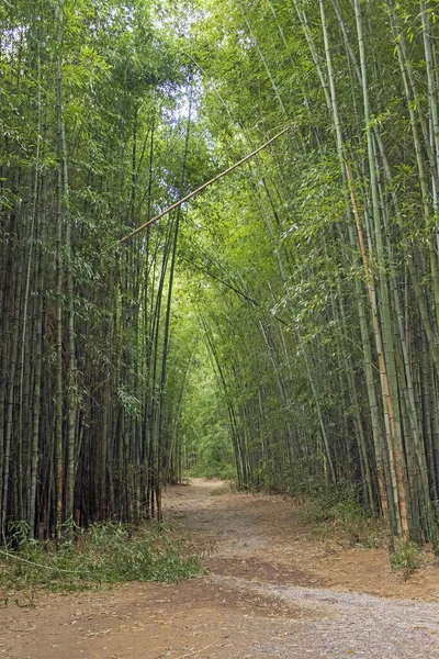 stock image Winding Trail Through a Bamboo Forest in Cherokee North Carolina