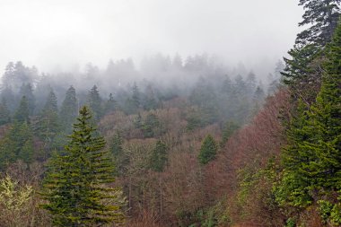 Kuzey Carolina 'daki Dumanlı Dağlarda Sis ve Sis