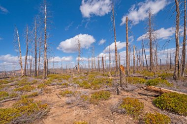 Remains After a Ridge Top Fire in Bryce Canyon National Park in Utah