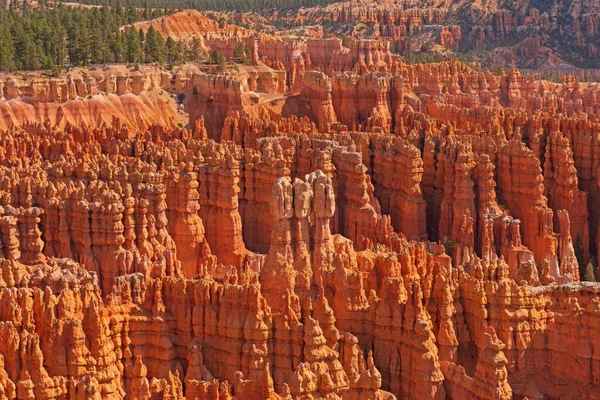 Forest Hoodoo Valley Bryce Canyon National Park Utah — Foto de Stock