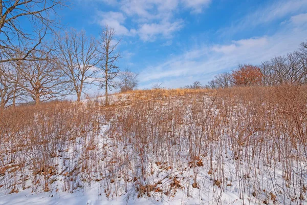 Grasses Snow Winter Moraine Hills State Park Illinois — ストック写真