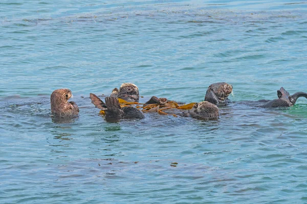 Raft Sea Otters Coast Morro Bay Teh California Coast — Photo