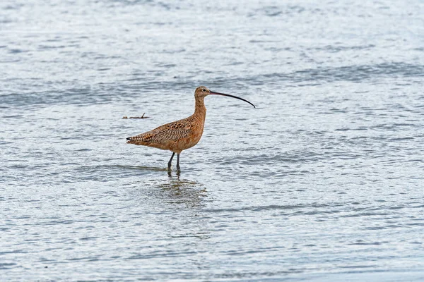 Long Billed Curlew Searching for Food on the Coast Near Morro Bay, Califormia