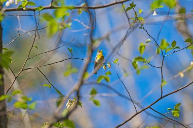 A Parula Warbler Singing for Spring in the Smoky Mountains in North Carolina