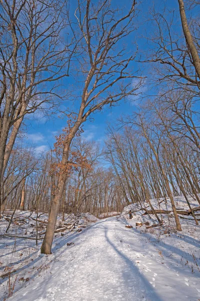 イリノイ州のモレーンヒルズ州立公園で冬のトレイルを探索する休眠木 — ストック写真