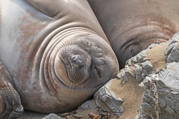 Selo Elefante Fêmea Dormindo Praia Longo Big Sur Highway Califórnia — Fotografia de Stock