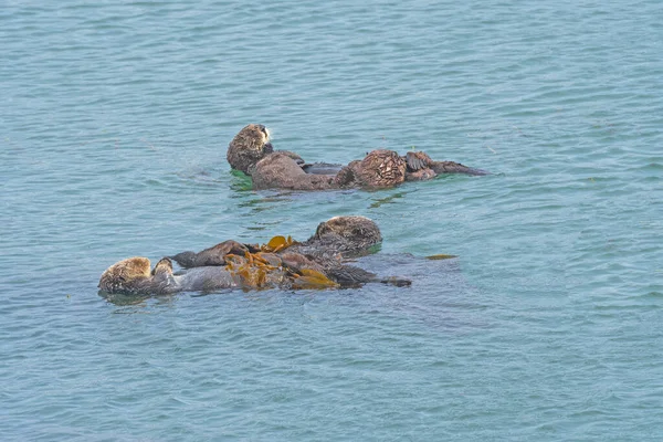 在加利福尼亚莫罗湾附近海域放松的海獭 — 图库照片