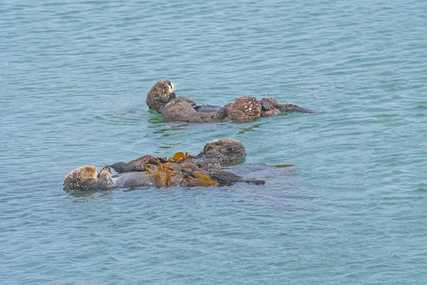 Sea Otters Relaxing Sea Morrow Bay California Stock Image