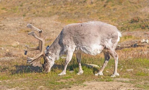 Krmení Sobů Arktické Tundře Poblíž Longyearbyenu Svalbardských Ostrovech Norsku — Stock fotografie