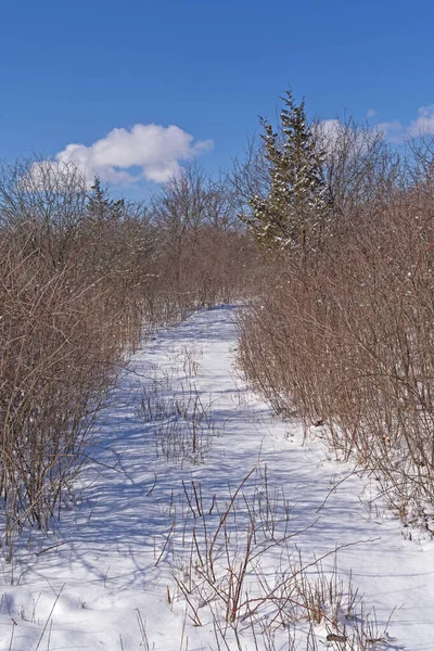イリノイ州のクラブツリー自然保護区の隠れたトレイルでの新鮮な雪 — ストック写真