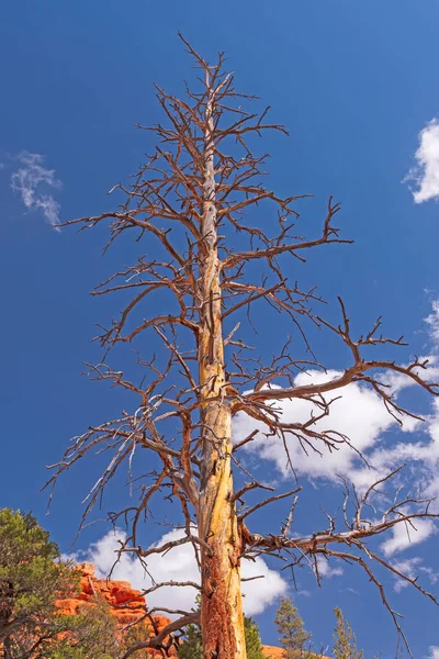 Esqueleto Árvore Distintiva Contra Céu Azul Deserto Canyon Vermelho Utah — Fotografia de Stock