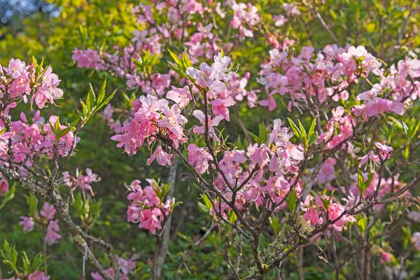 노스캐롤라이나주의 공원에 능선에서 오르는 분홍빛 아젤리 — 스톡 사진