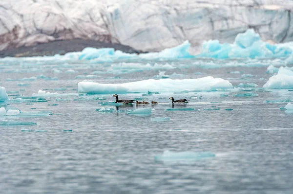 Barnacle Goose Rodina Plavání Arktické Ledu Lilliehookfjorden Svalbardských Ostrovech — Stock fotografie