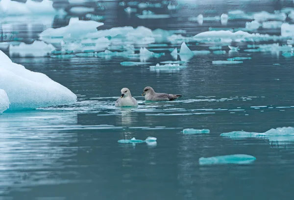 Een Paar Fulmars Zwemmen Ijswater Lilliehookfjorden Spitsbergen Eilanden Noorwegen — Stockfoto