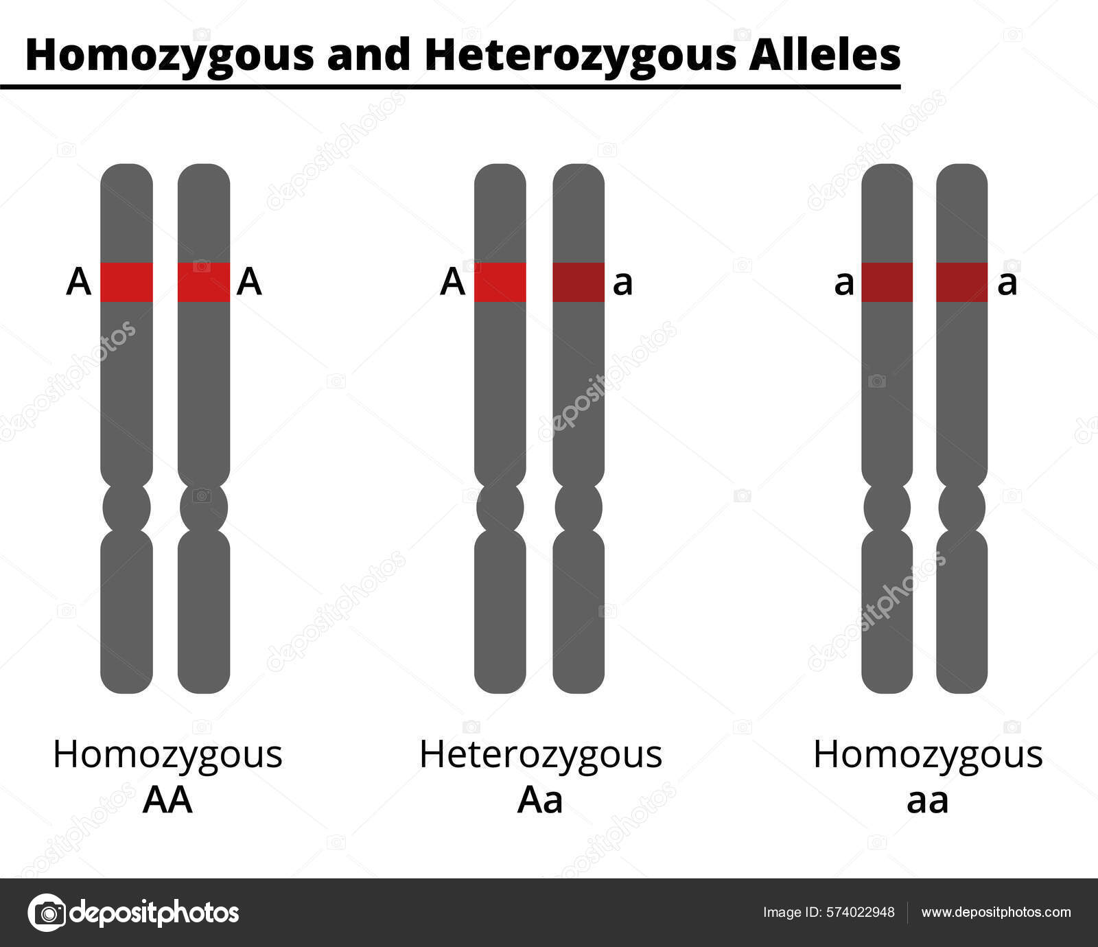 Diferença Entre Alelos Homozigotos Heterozigotos Genótipo Organismo  Diploide Num Único Vetor de ©angela.coraiola@gmail.com 574022948, image size:1600x1380